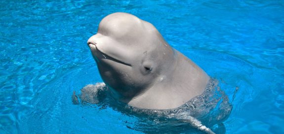 Animal Justice Pushes for Answers Following Death of Beluga Exported from Canada