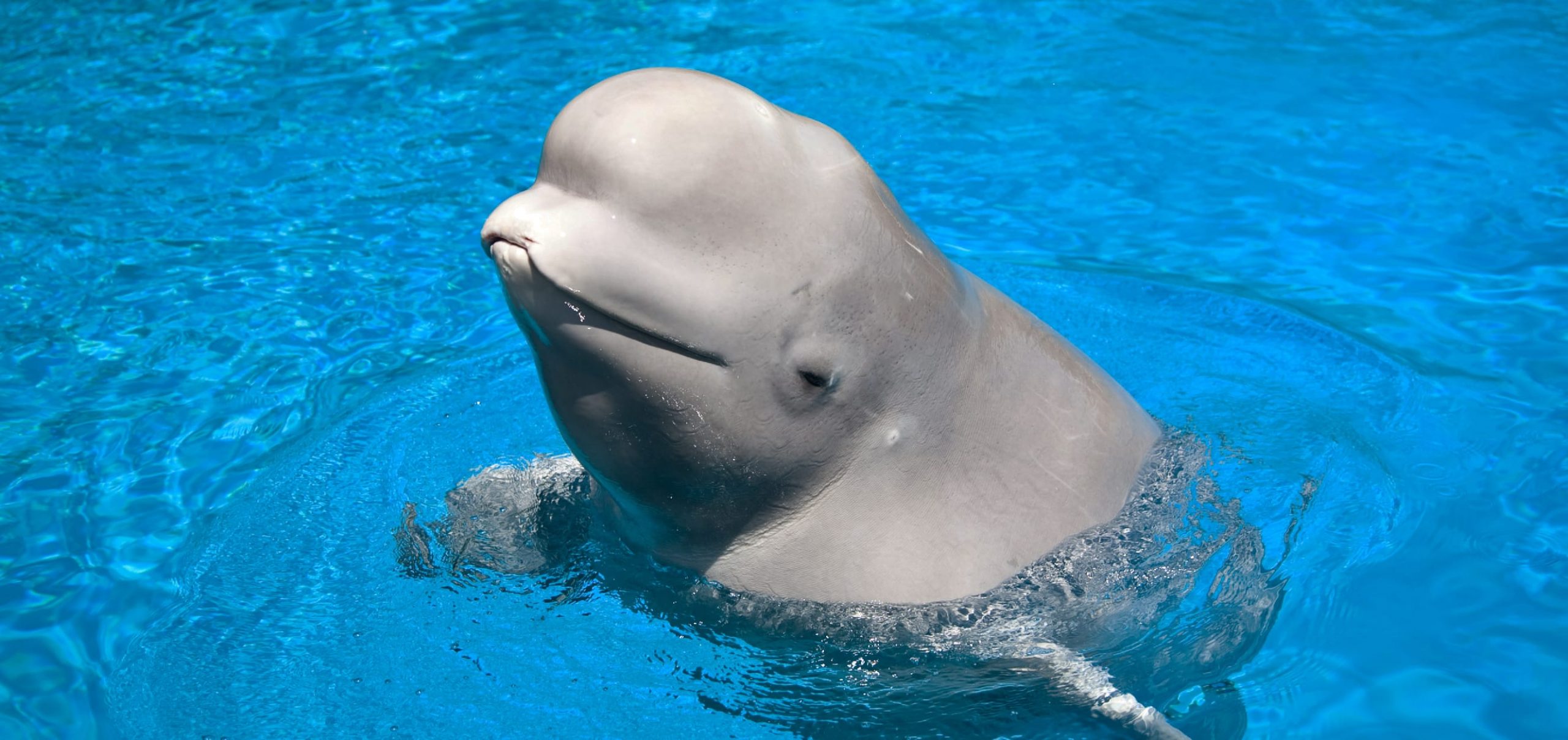 Third Marineland beluga that moved to U.S. aquarium dies