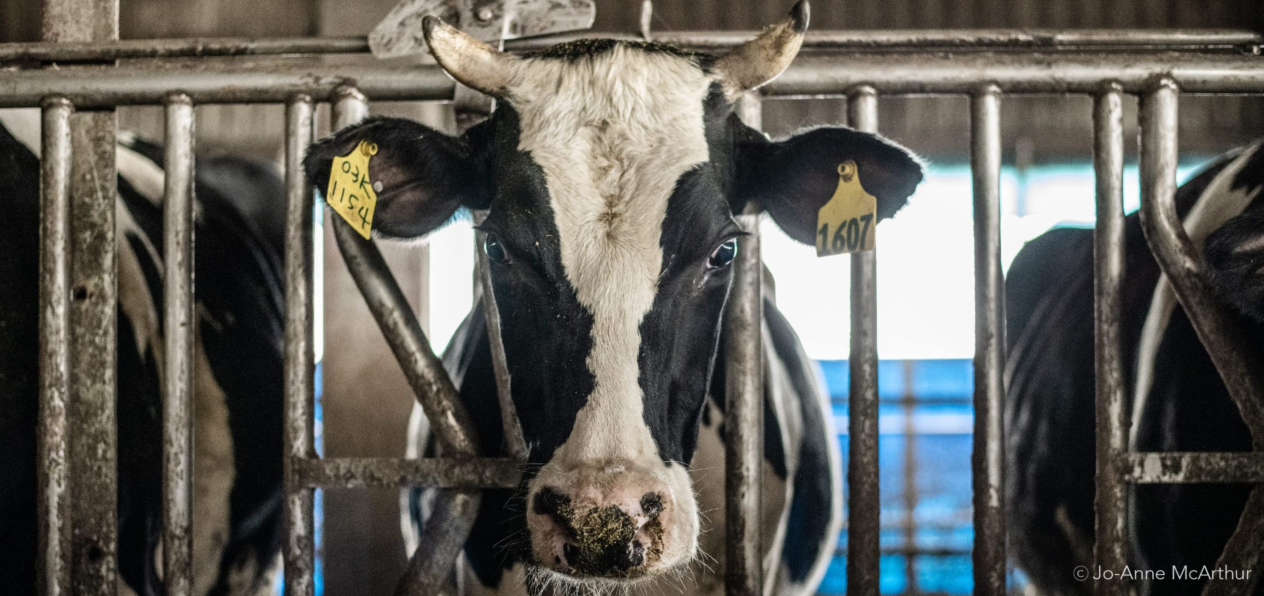 ontario-passes-ag-gag-law-to-cover-up-animal-abuse-on-farms-animal