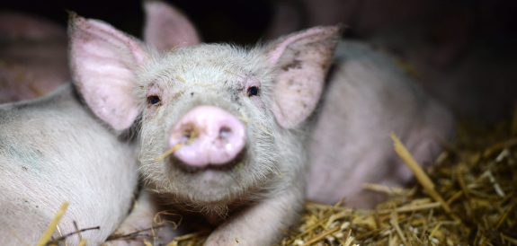Ag Gag Laws: Hiding Animal Abuse by Stifling Freedom of Expression