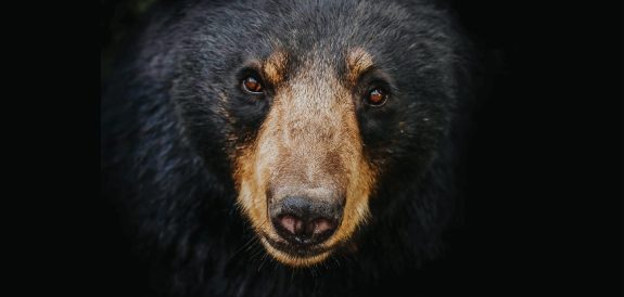 Ontario Should Ban the Cruel Spring Bear Hunt