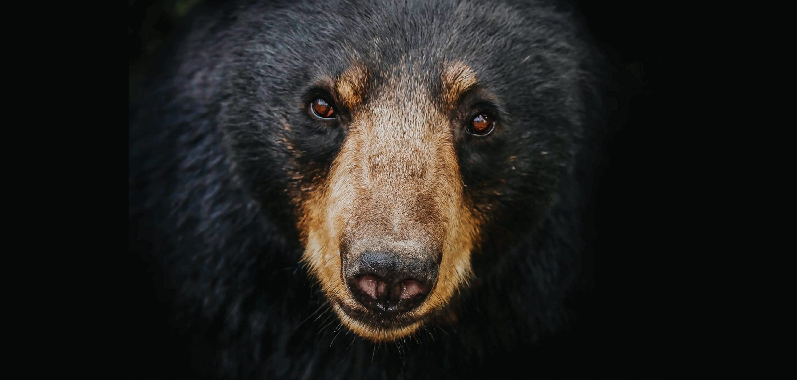 Ontario Should Ban The Cruel Spring Bear Hunt - Animal Justice