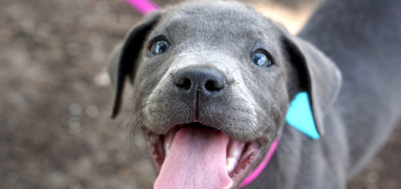 Companion Animals in Condos Ontario Creates New Rules for Disputes