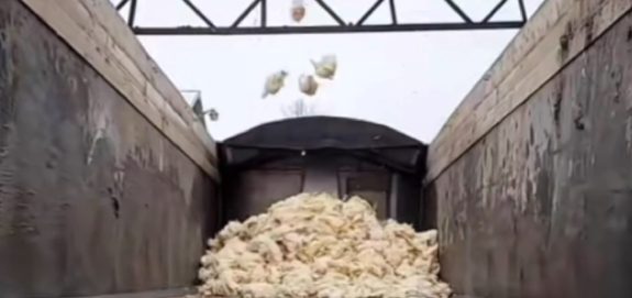 Egg Farmers of Ontario Confirms 52,000 Hens Killed Off Because They’re Not Profitable
