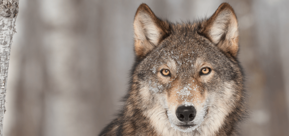 Animal Protection & Environmental Groups Urge Canada to Ban Use of Poisons to Kill Wolves & Other Wildlife
