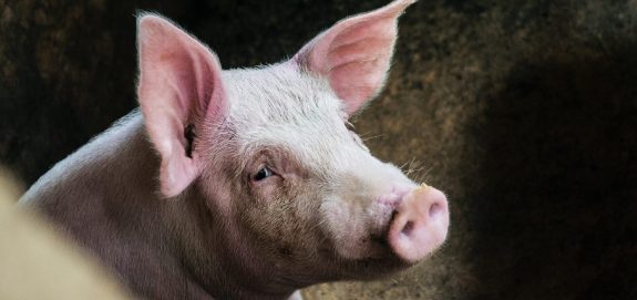Hylife Foods Slaughterhouse Quietly Fined for Cruelty to Pigs