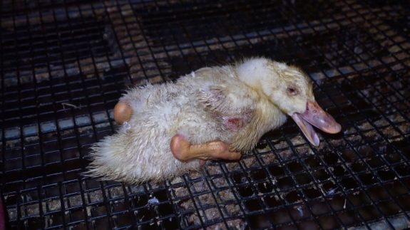Animal Justice Files False Advertising Complaint Against King Cole Ducks for Animal Cruelty Cover-Up