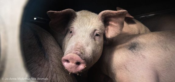 New Manitoba “Ag Gag” Bill Would Make It Illegal to Expose Animal Cruelty in Transport Trucks