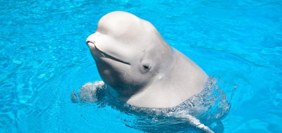 Update: Marineland Belugas Too Sick to be Transferred to U.S.