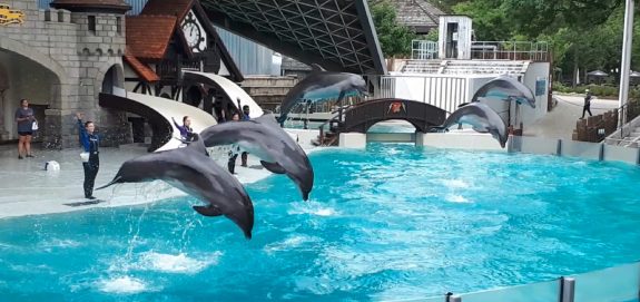 Dolphins Shows Ongoing at Marineland, Despite National Ban & Criminal Charge