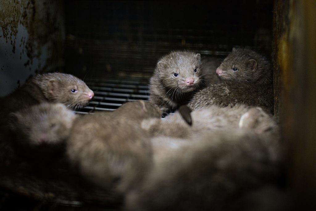 Mink kits in a cage at a fur farm in Quebec.