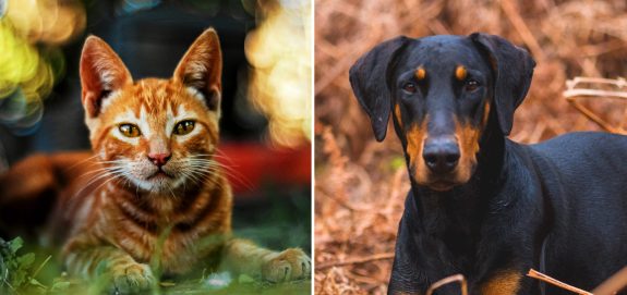 Quebec Will Ban All Pet Cosmetic Mutilations