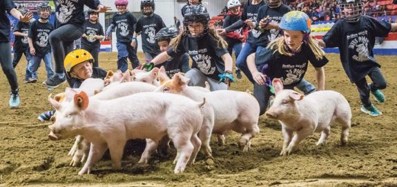 Cruel Pig & Calf Scrambles Should be Cancelled at Royal Manitoba Winter Fair