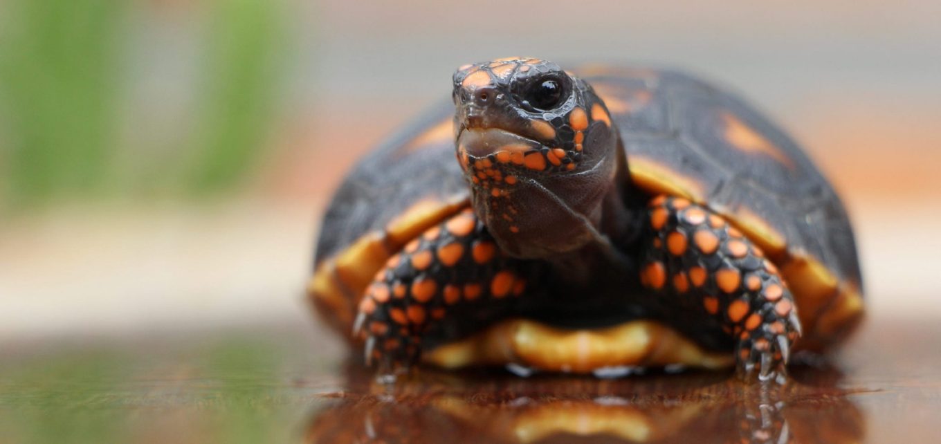 Victory! Toronto City Council Rejects Reptile Zoo Proposal Animal Justice