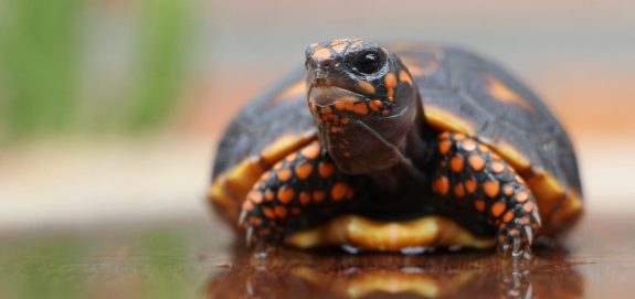Victory! Toronto City Council Rejects Reptile Zoo Proposal