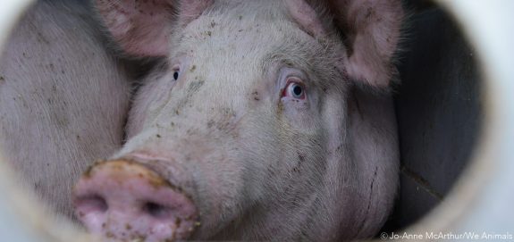 Ontario Responds to Undercover Footage of Pig Farm Abuse By Banning Hidden-Camera Exposés