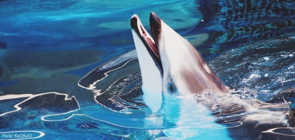 Vancouver Aquarium Wants to Transfer Last Dolphin to SeaWorld in Texas