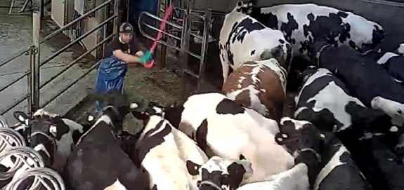 SHOCKING: Footage Shows Cows Violently Beaten at Organic Dairy Farm in BC