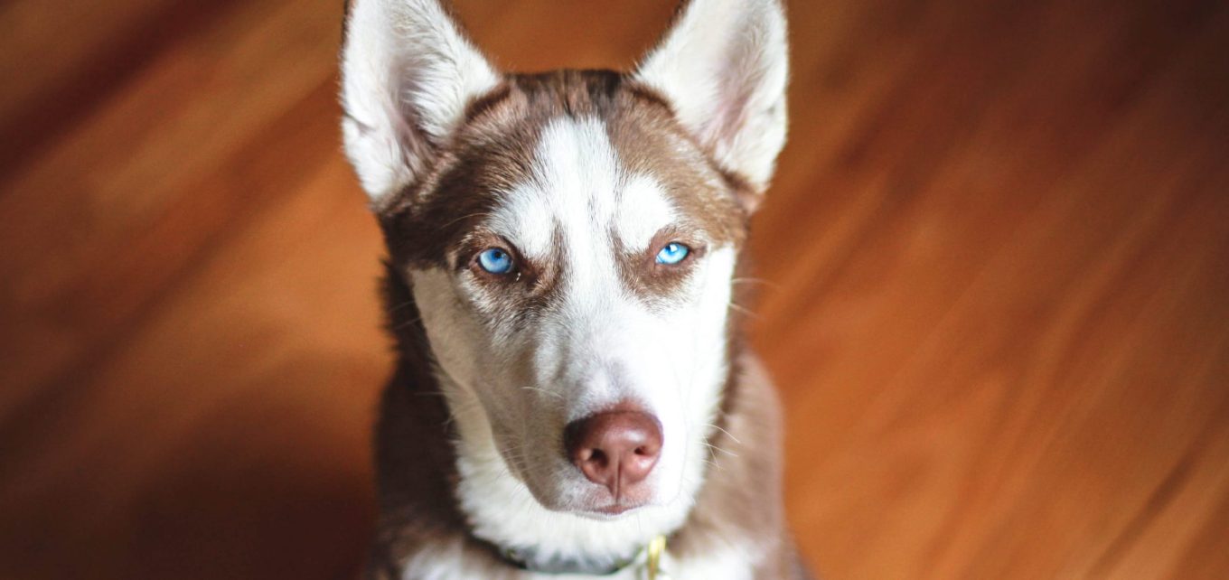 Appeal Court Agrees Animals Are Sentient Beings Who Deserve Protection 