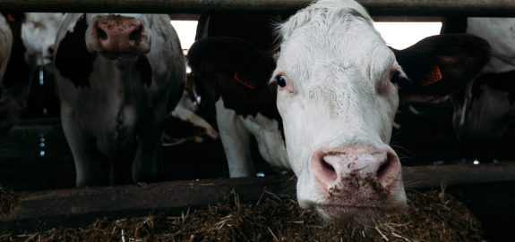 Animal Justice Files Legal Challenge to Strike Down Ontario “Ag Gag” Law