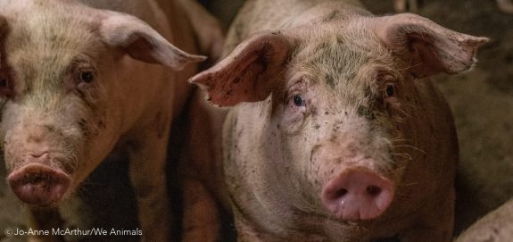 New Report Questions Biosecurity as Justification for Ag Gag Laws