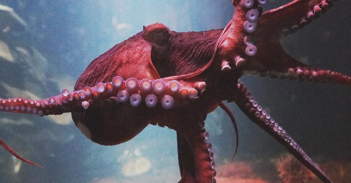 Image shows octopus