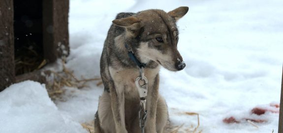 End Sled Dog Cruelty - Ban Outdoor Chaining