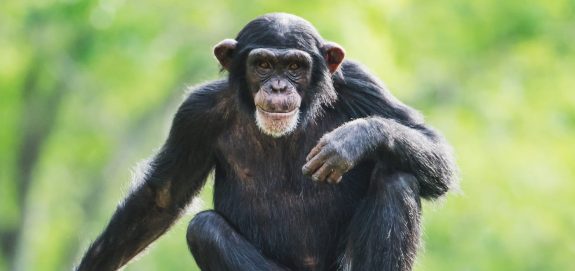 New Senate Bill Would Protect Great Apes, Elephants, & Give Some Animals Standing in Court