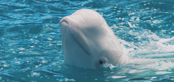 Take Action: Speak Out to Help Captive Whales & Dolphins