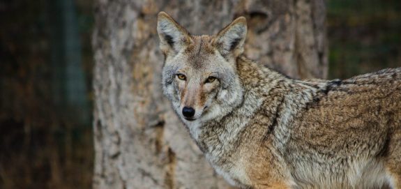 Animal Justice Sues Ontario to Stop Coyote Killing Contest