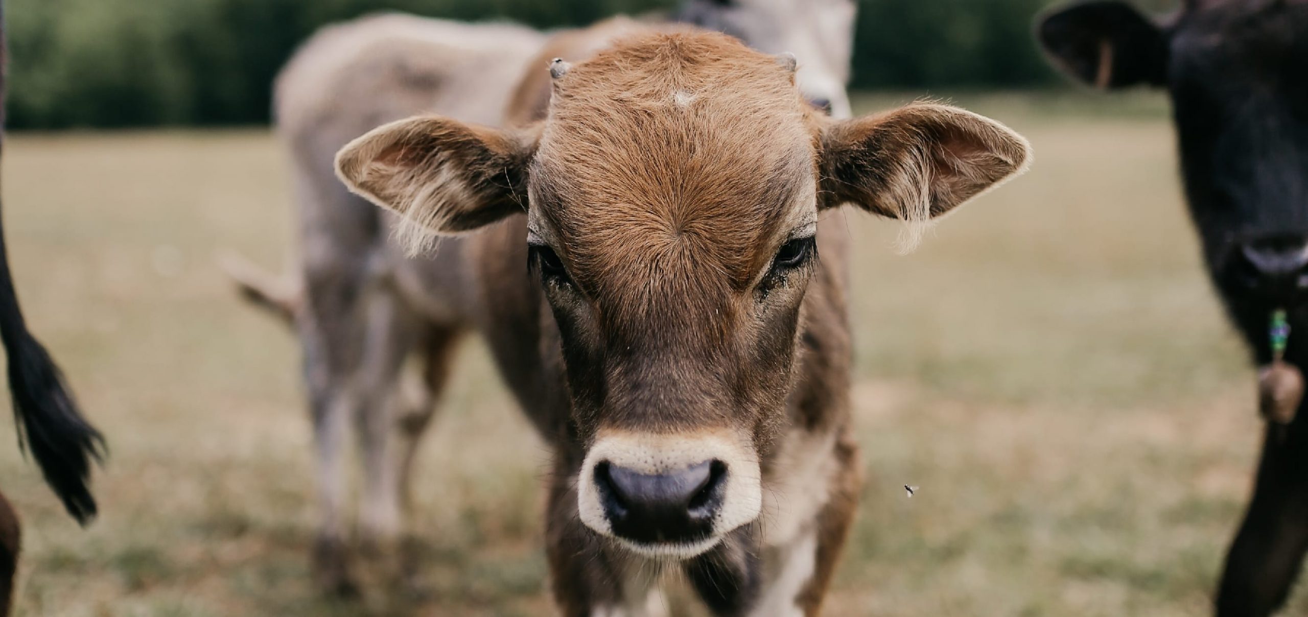 Royal Manitoba Winter Fair Cancels Cruel Pig & Calf Scrambles Following