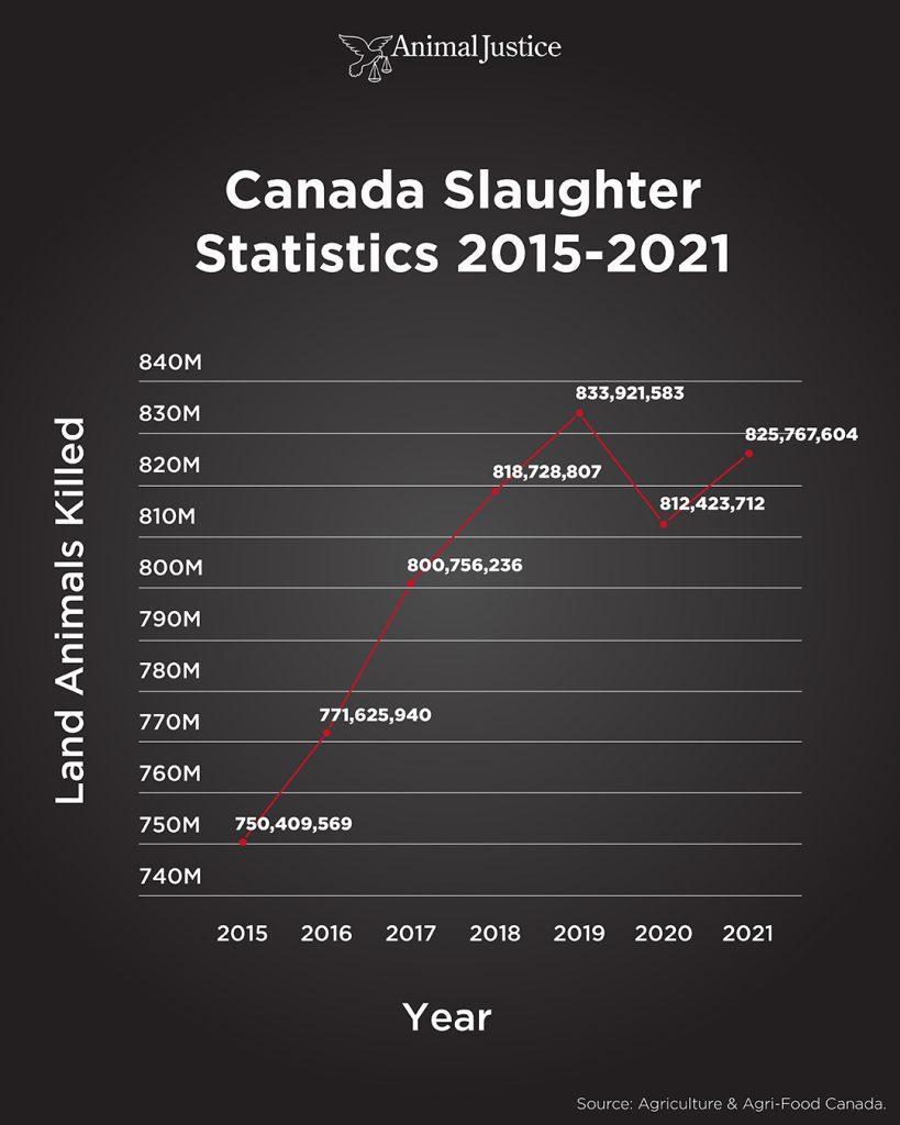 Graph shows number of animals slaughtered from 2015-2021