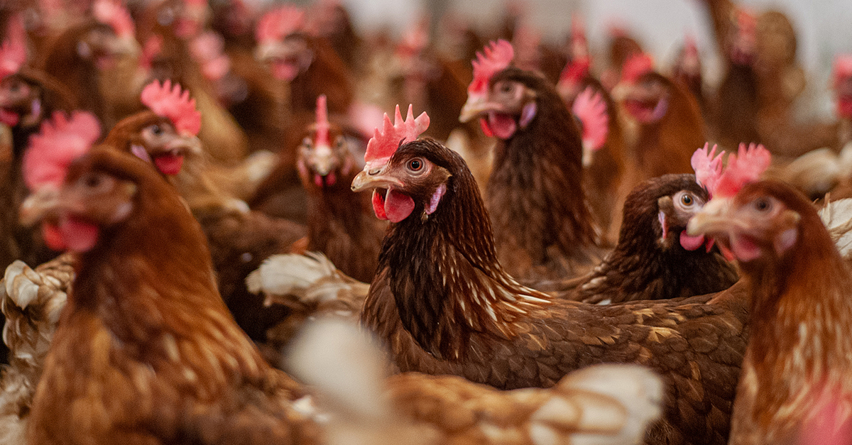 Image shows chickens in factory farm.
