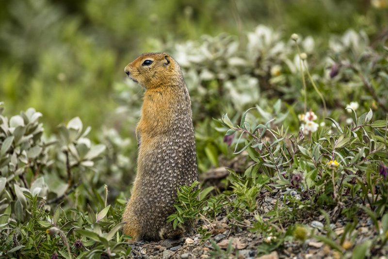 Poisoning Ground Squirrels With Strychnine Should Be Outlawed ...