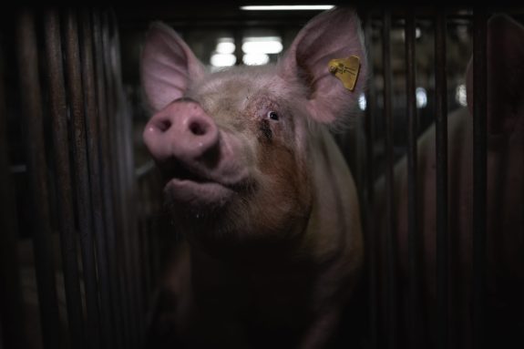 Animal Justice to Continue the Fight Against Bill 156 in Court