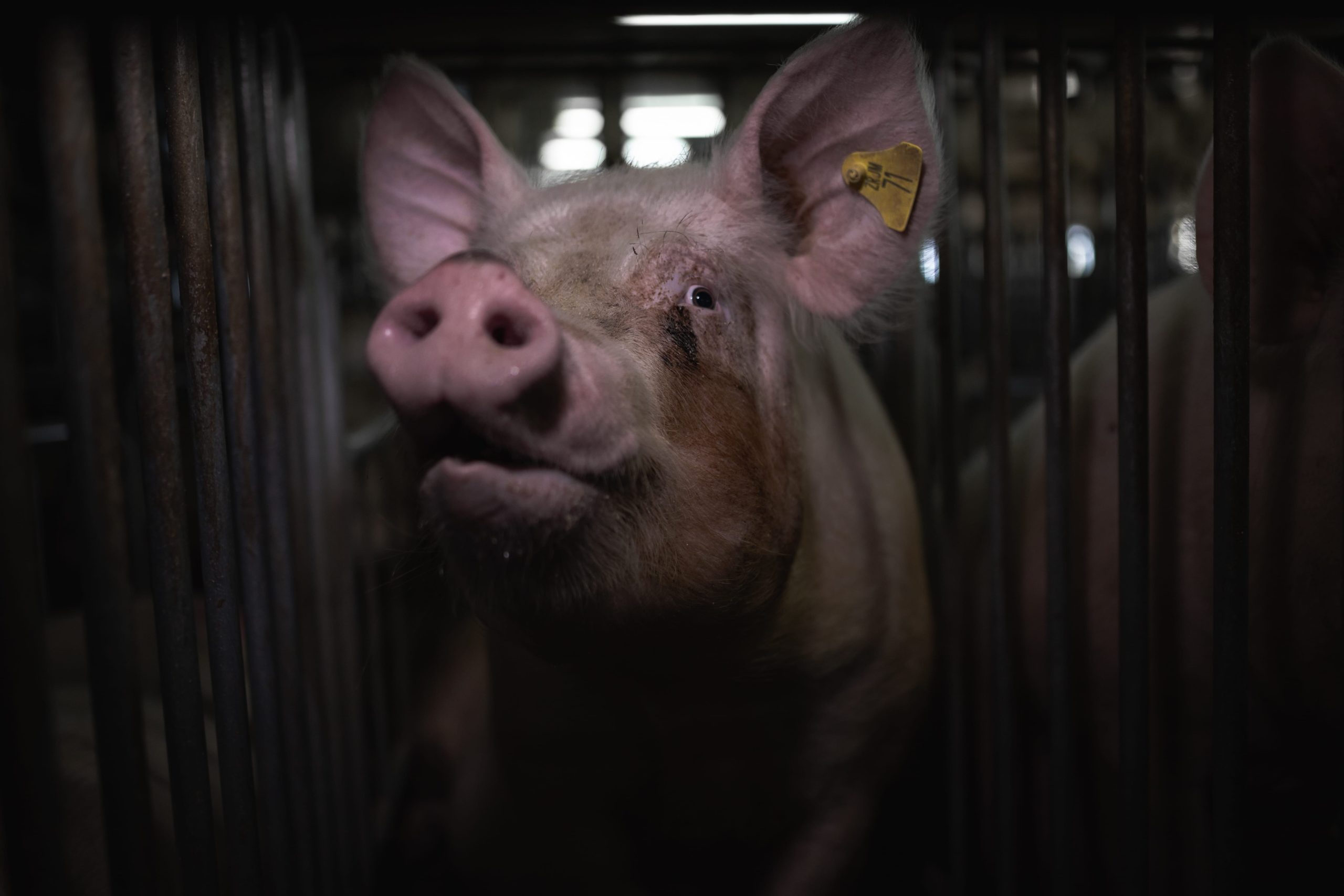 Image shows pig in factory farm
