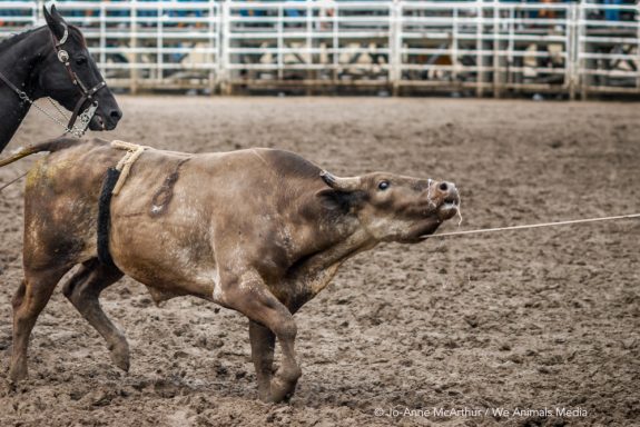 End Rodeo Cruelty at the Calgary Stampede