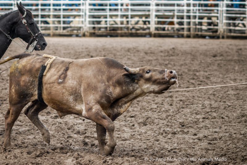 Rodeo Cruelty Exposed New Disturbing Footage from 2 BC Events Animal