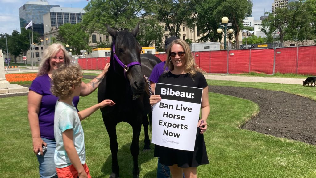 Image shows horse with demonstrator holding sign calling for a ban on live horse exports.