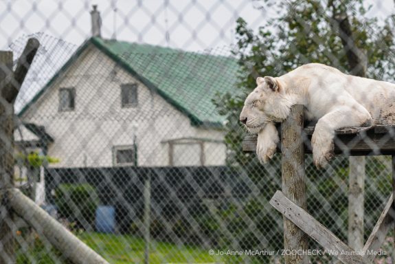 Canada’s “Tiger Kings” Keep Thousands of Big Cats in Backyard Cages