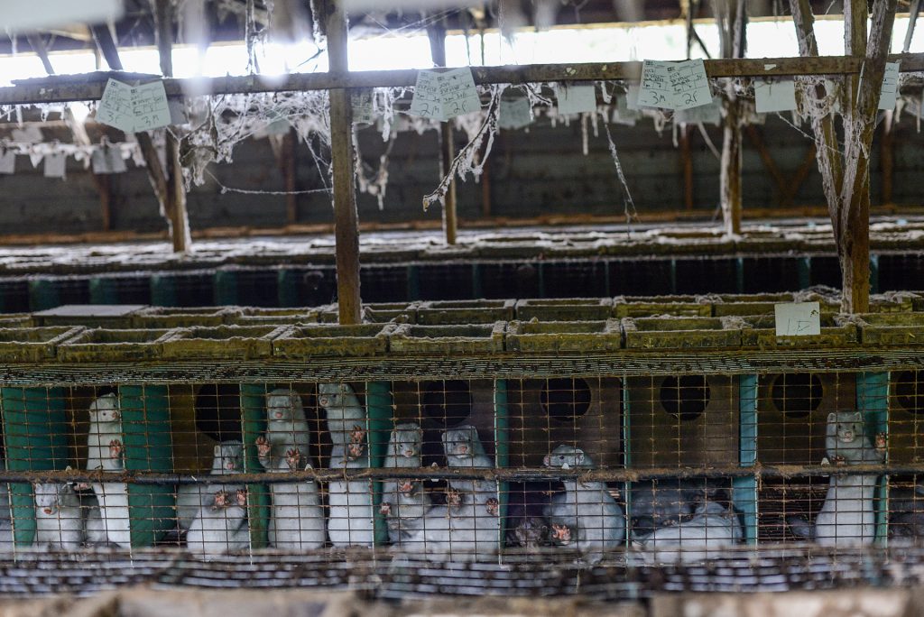 Image shows minks in cages on fur farms.