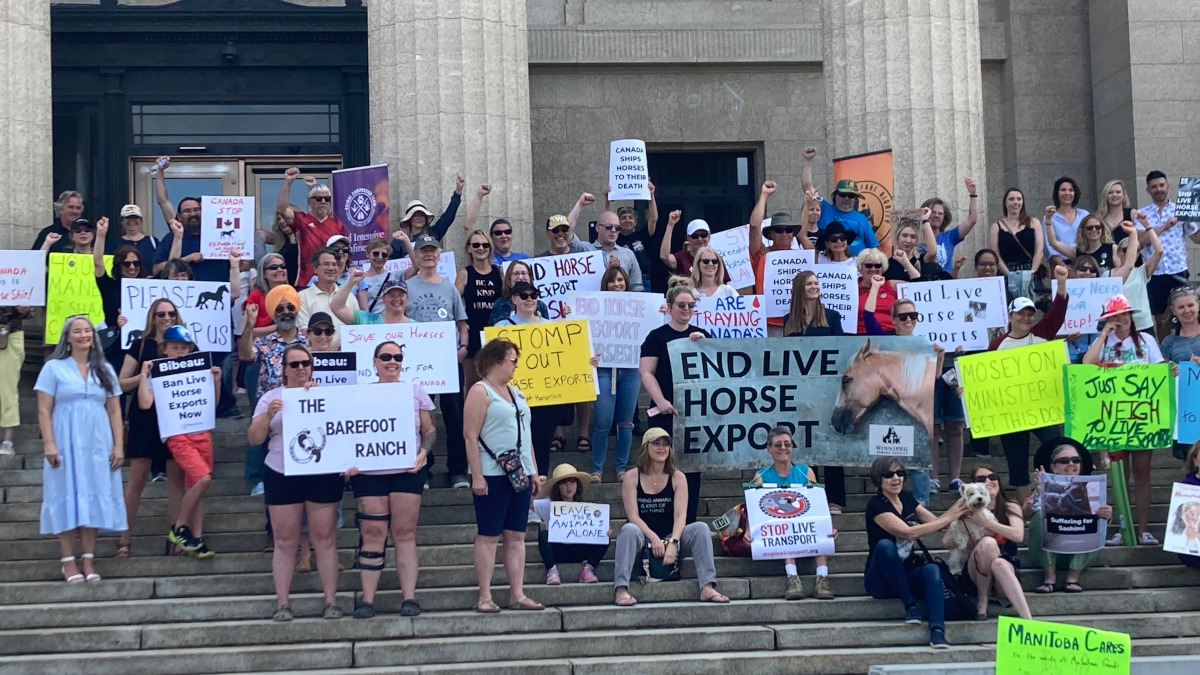 Image shows protestors demanding an end to Canada’s cruel live horse exports.