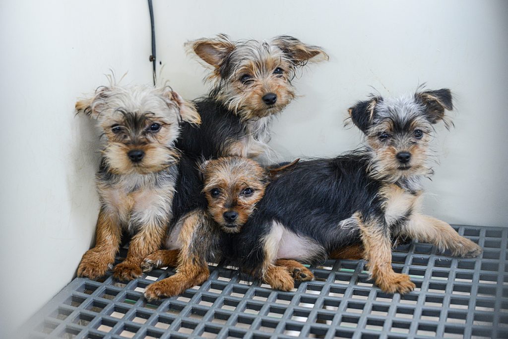 Dogs in a puppy mill, before being rescued and rehomed.