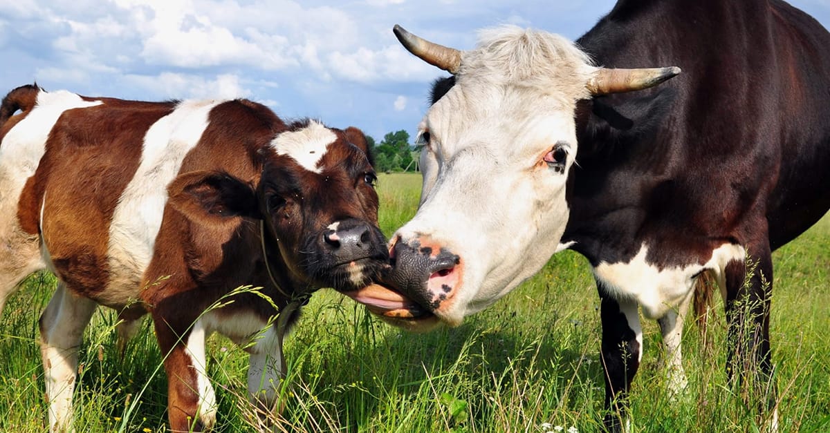Image shows mother cow licking calf.