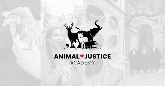 Join the Animal Justice Academy