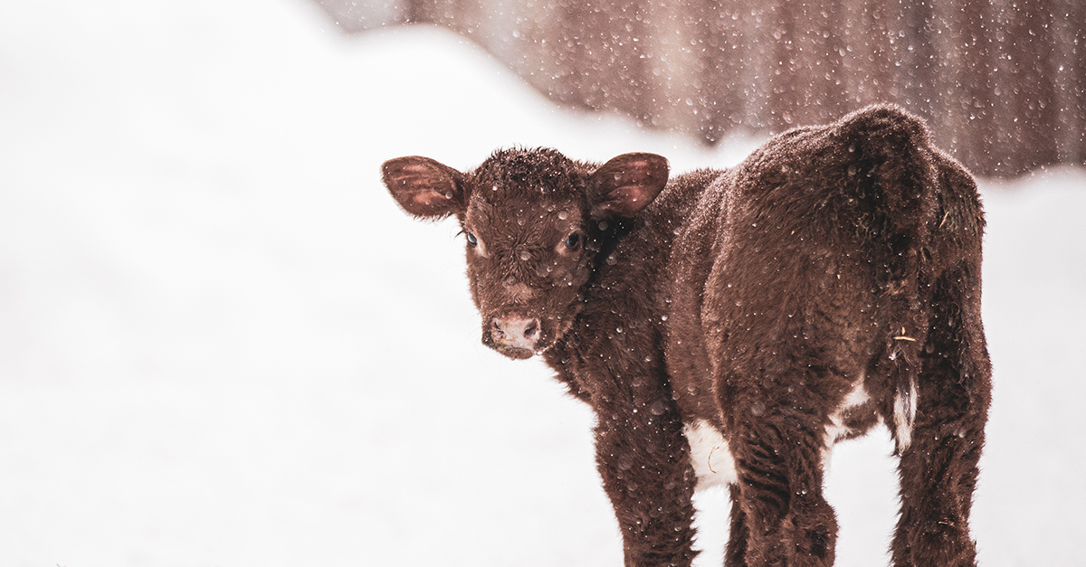 Image shows calf in snow