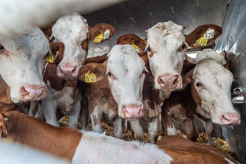 Image shows cows in transport truck