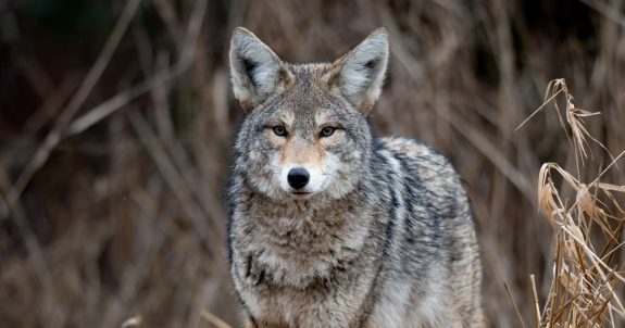 Tell Canada to Ban Wildlife Poisons