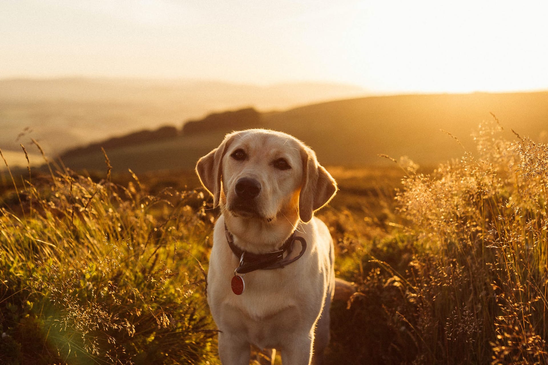 Image shows golden retriever at sunset