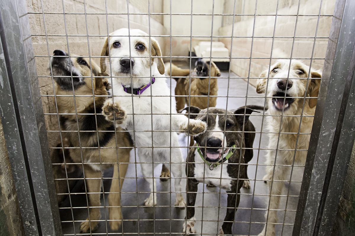 Image shows dogs in shelter